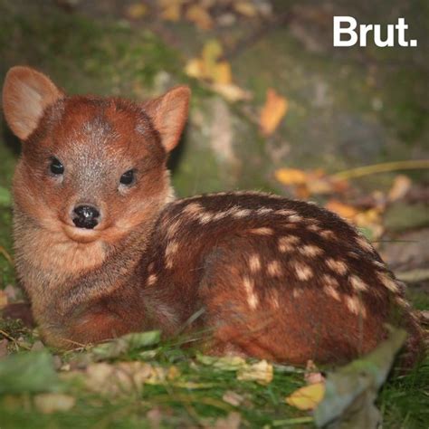 Meet the Pudu, the World's Smallest Cervid | Brut.