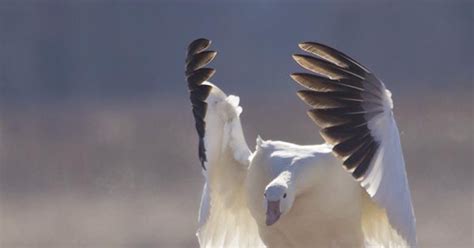 Country Captures: Middle Creek: Snow Geese Flight Shots