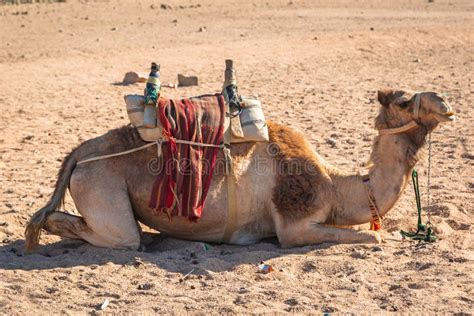 Camels on the African Desert Stock Image - Image of beach, animal ...