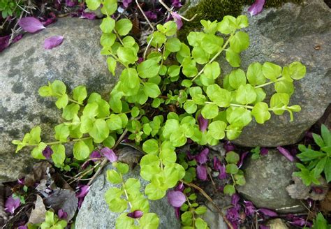 Gardening 101: Creeping Jenny - Gardenista