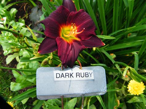 DARK RUBY – QB Daylily Gardens