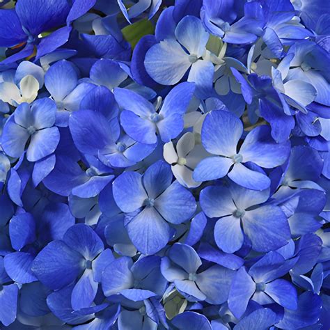 Buy Wholesale Dark Blue Hydrangea Flower in Bulk - FiftyFlowers