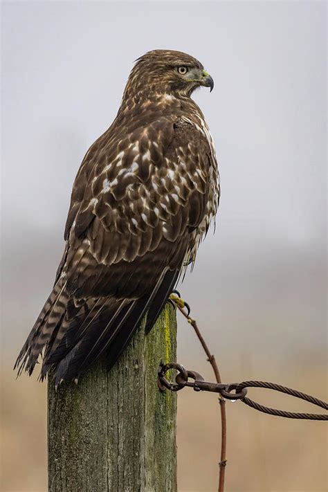 Juvenile Red Tail Hawk Photograph by Wes and Dotty Weber