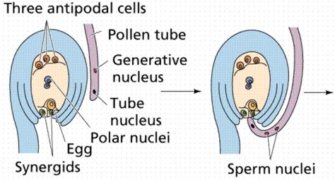 Plz explain double fertilisation and triple fusion with diagram - Science - How do Organisms ...