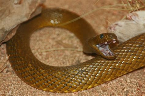 Inland Taipan, the World's Deadliest Snake | Photo taken of … | Flickr