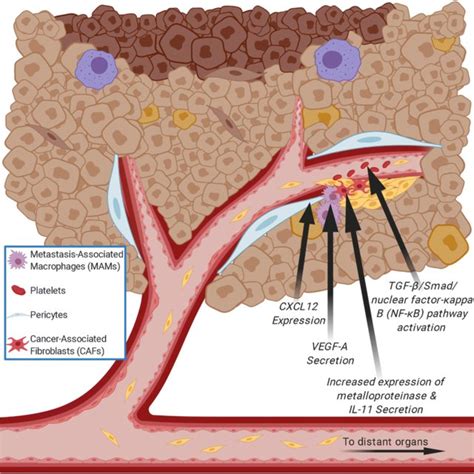 Role of pericytes in angiogenesis. Angiogenesis secondary to tumor ...