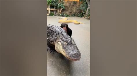 Darth Gator lives crocodile 🐊#video #youtubeshorts #animals (🐊 - YouTube