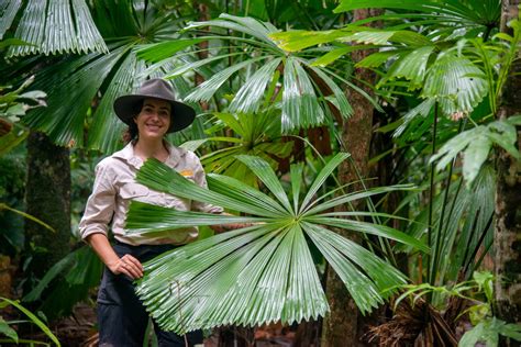 Saving Daintree’s Lot 110 and its exceptional natural beauty - Rainforest 4