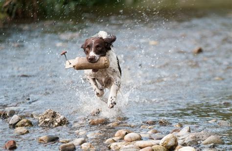 3 Best Dog Food for High Energy Dogs - Best Protection Dogs