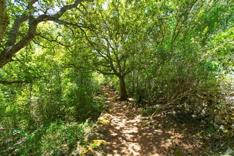 Mediterranean Forest In Menorca With Oak Trees Royalty Free Stock Photos - Image: 35163328