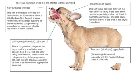 What is Brachycephalic Obstructive Airway Syndrome (BOAS)?