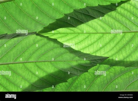 Ash tree leaves hi-res stock photography and images - Alamy