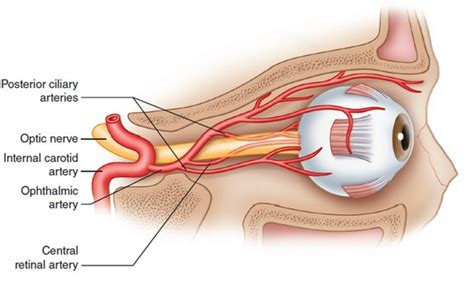 emDOCs.net – Emergency Medicine EducationCentral Retinal Artery ...