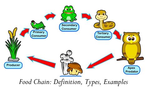 Food Chain: Definition, Types, Examples - Pendidikan Bermanfaat