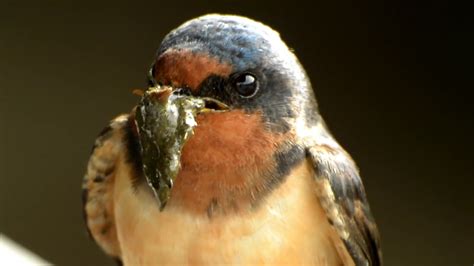 Barn Swallow - Nest Building - YouTube