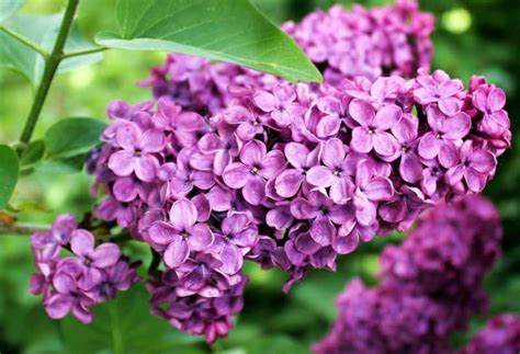 65 Lilac Varieties - Lilac Tree Varieties & Lilac Bush Varieties