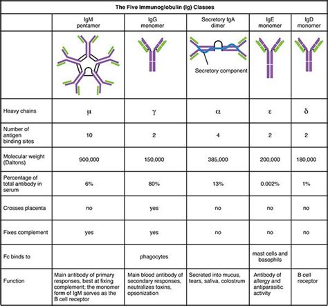 Antibody- Structure, Classes and Functions | Medical laboratory science, Medical student study ...