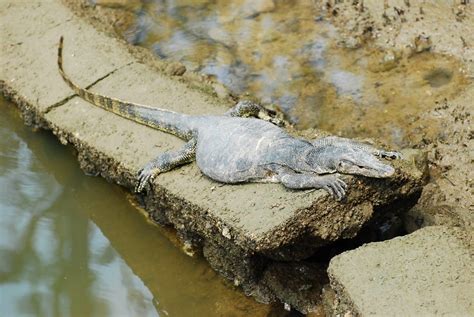 Wildlife of the World: Monitor Lizard Facts & Images