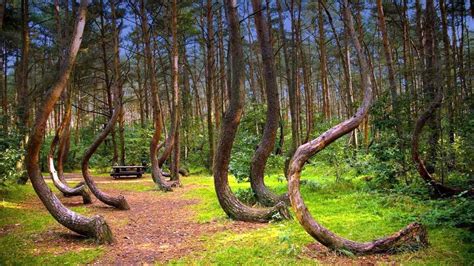 Crooked Forest - Poland