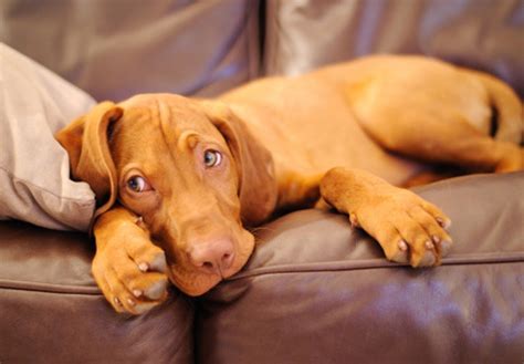 Vizsla Dog Info, Lifespan, Size, Temperament, Puppies, Pictures