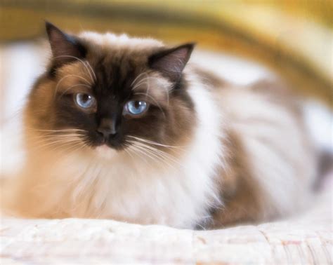 Seal Point Bicolor Ragdoll Cat Photograph by Jennifer Grossnickle - Pixels