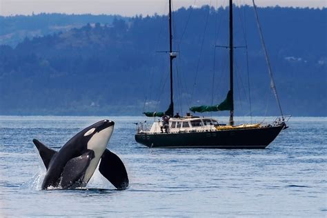 Puget Sound Orcas - The Nature Conservancy in Washington