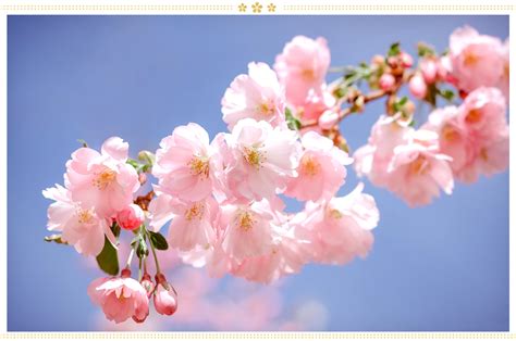 15 Japanese Flower Meanings and Where to Find Them - ProFlowers Blog