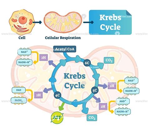 Aerobic cellular respiration chemical equation