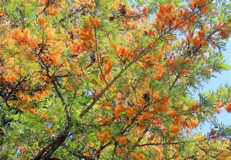 Grevillea robusta (Silky Oak)