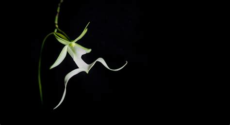 Maria & Aaron's Rare Ghost Orchid - The Oberports