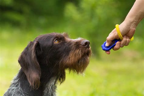 Do Clickers Work On Dog Training