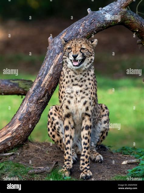 A young cheetah sitting by a tree and roaring Stock Photo - Alamy