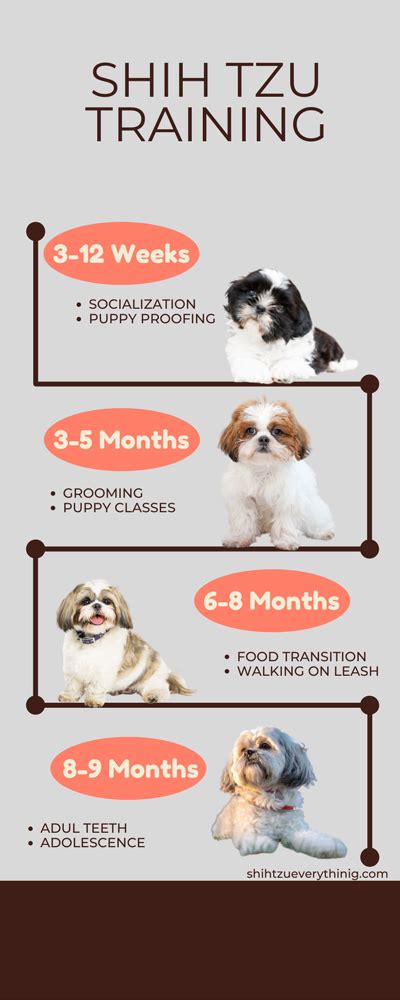 Shih Tzu Training | Complete Guide [Updated 2024]