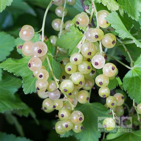 Image result for white pearl white currant bush