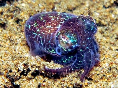 Hawaiian Bobtail Squid – "OCEAN TREASURES" Memorial Library