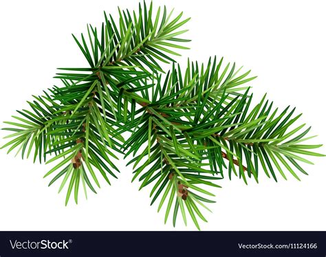 Green christmas pine tree branch Royalty Free Vector Image