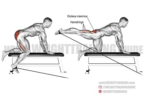 cable glute extension - monitoring.solarquest.in