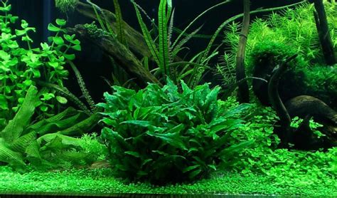 Low Light Aquarium Plants - FishLab.com