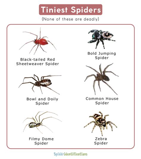 Tiniest Spiders: List with Pictures