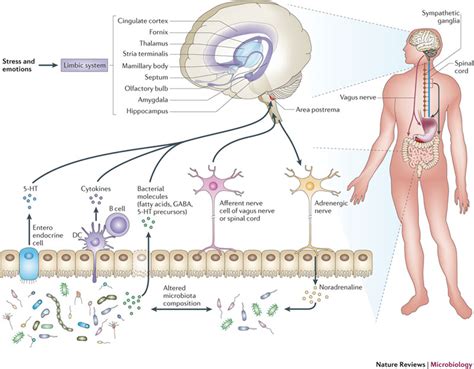 Gut Feelings: The Gut - Brain - Microbe Axis | Jon Lieff, M.D.