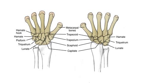 Sports Injury Bulletin - Diagnose & Treat - Wrist pain and the role of capitate