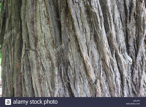 Chestnut Tree Bark Stock Photos & Chestnut Tree Bark Stock Images - Alamy