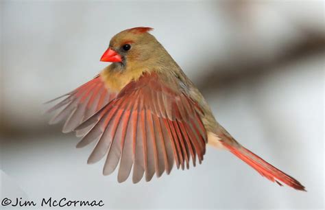 Ohio Birds and Biodiversity: Female Northern Cardinal, in flight