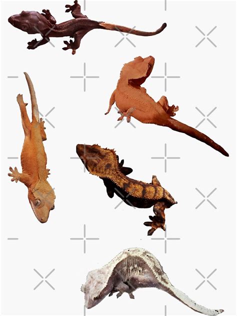 "crested gecko stickers vol. 1 (5 pc)" Sticker for Sale by callieb2k | Redbubble