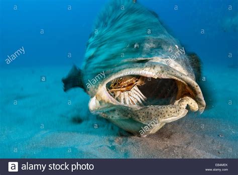 An Atlantic goliath grouper fish feeds on lobster Stock Photo: 75706587 - Alamy