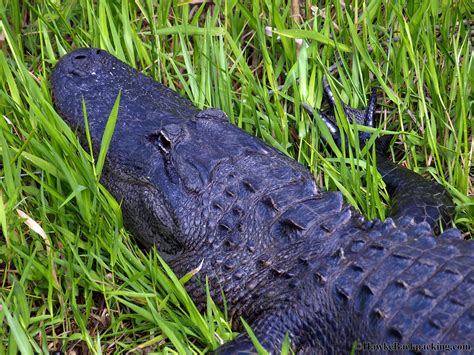 Everglades National Park (Flamingo) - HawkeBackpacking.com