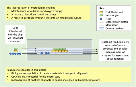 Organ-on-chip applications in drug discovery - Cherry Biotech Innovation