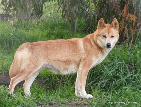 Dingo Sanctuary Open Days - July & August | Australian Dog Lover