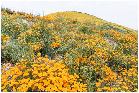 California wildflower super bloom in Thousand Oaks | Our fun walk ...