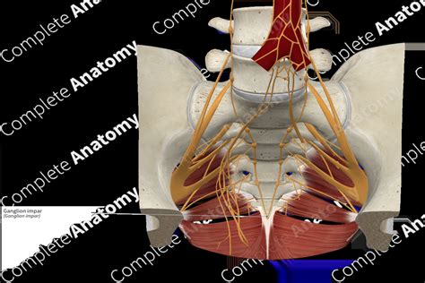 Ganglion impar | Complete Anatomy